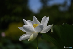 蓮の花