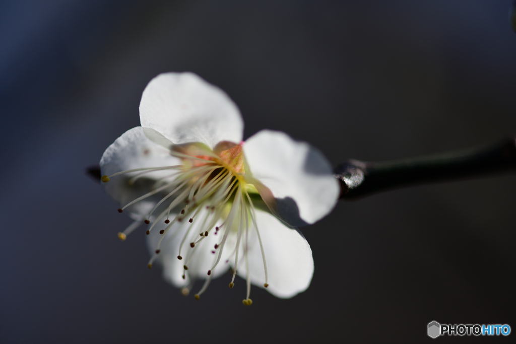 梅の花