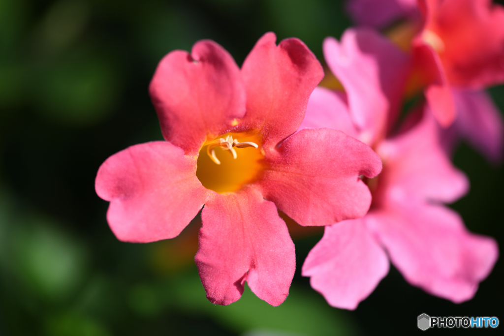 ブッキナトリア