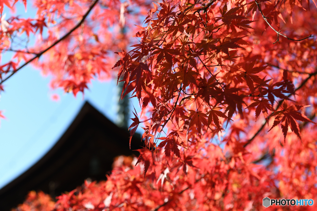 石山寺 紅葉