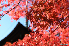 石山寺 紅葉