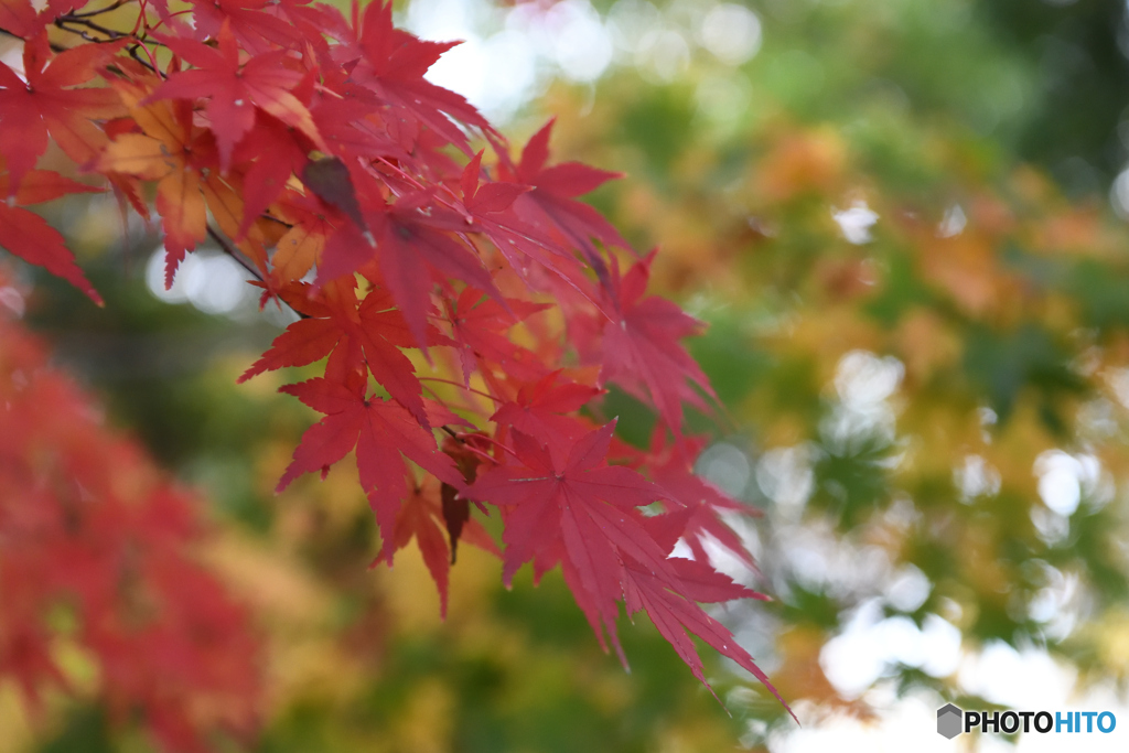 鎌倉　長谷寺　紅葉5