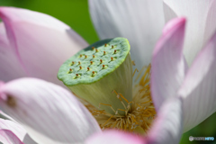 蓮の花