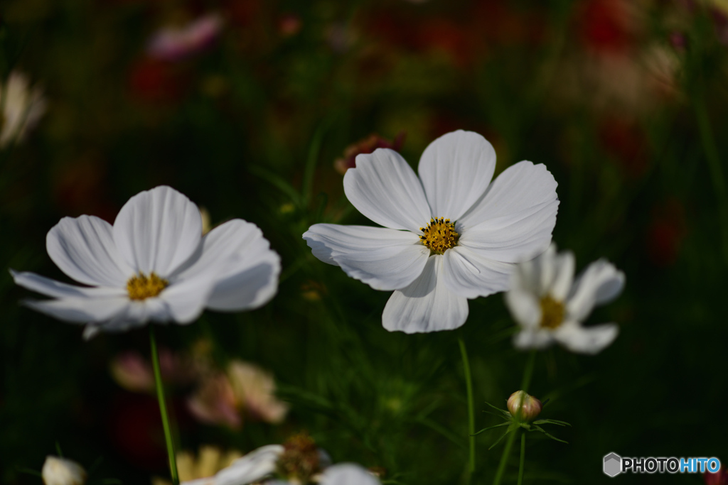 白も素敵です。
