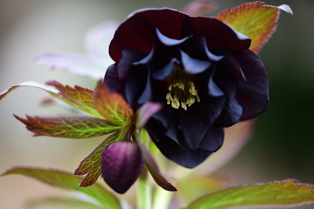 クリスマスローズ3