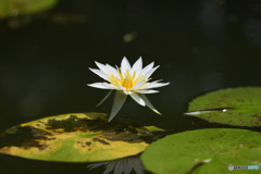 熱帯性睡蓮2