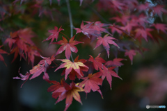 鎌倉　長谷寺　紅葉2