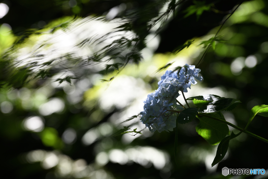 風そよぐ木陰