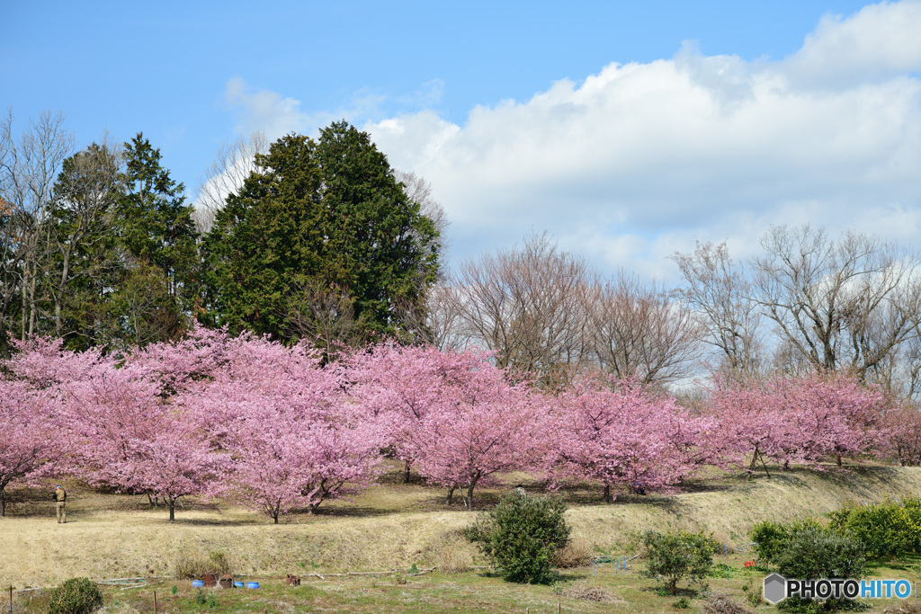 桜の園