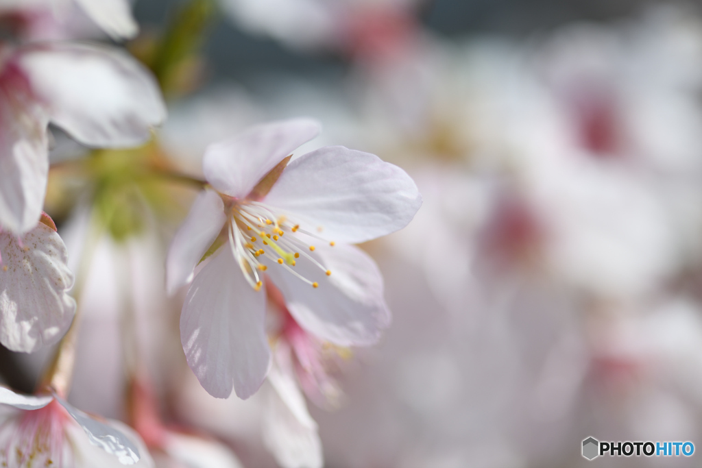 玉縄桜2