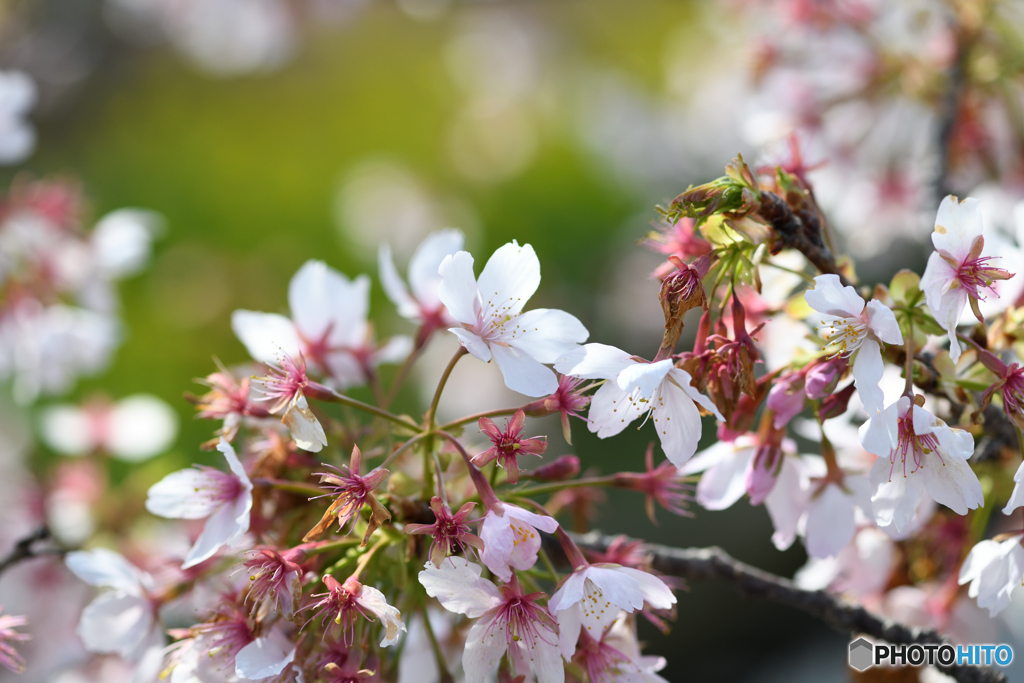 玉縄桜