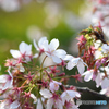 玉縄桜
