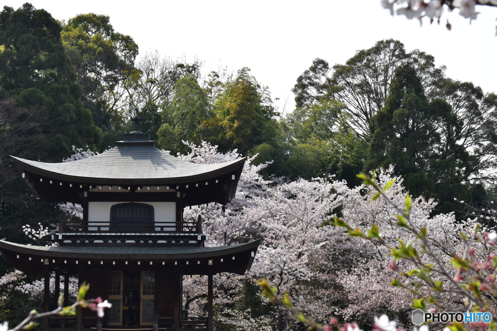 20180402_334勧修寺の桜