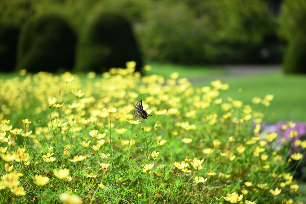 花畑に遊ぶ蝶