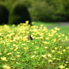 花畑に遊ぶ蝶