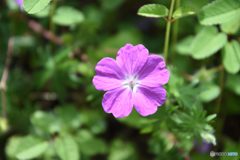 円覚寺のフウロソウ