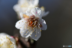 花の盛り