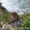 上高地　猿