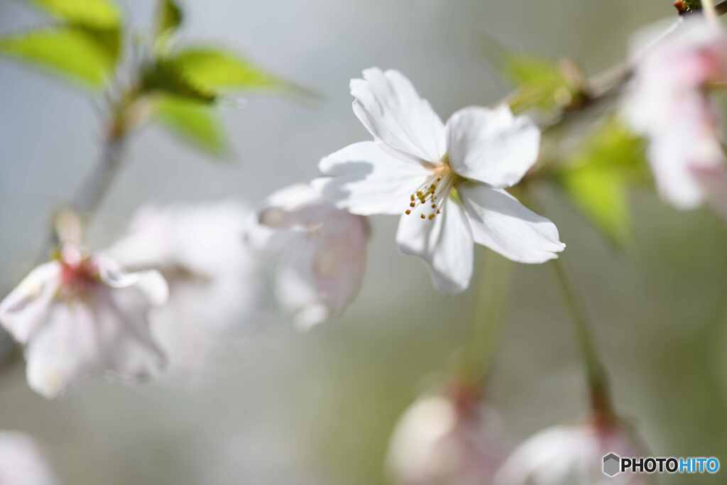 富士桜2