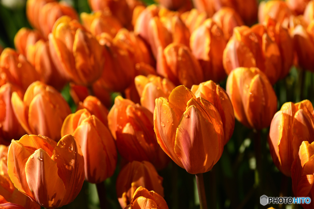 ウィンターチューリップ2