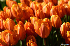 ウィンターチューリップ2