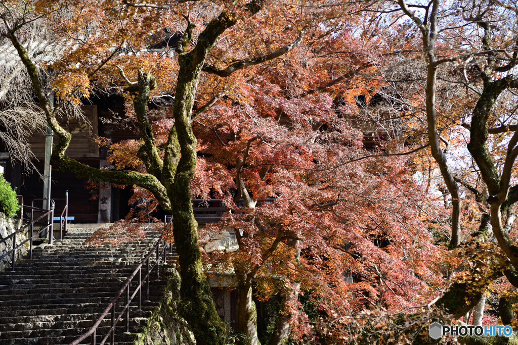 長谷寺　秋