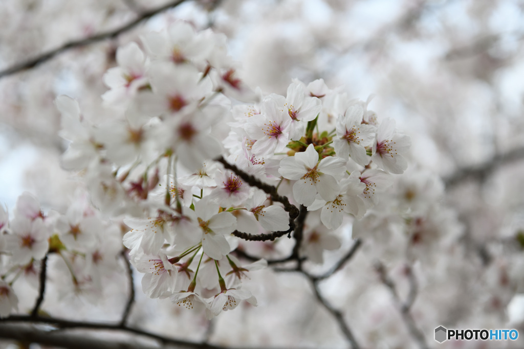 桜