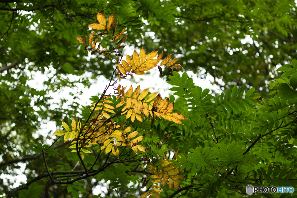 今はもう紅葉は終わってるのでは