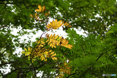 今はもう紅葉は終わってるのでは