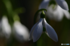 スノードロップ