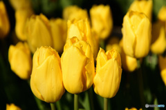 ウィンターチュウリップ3