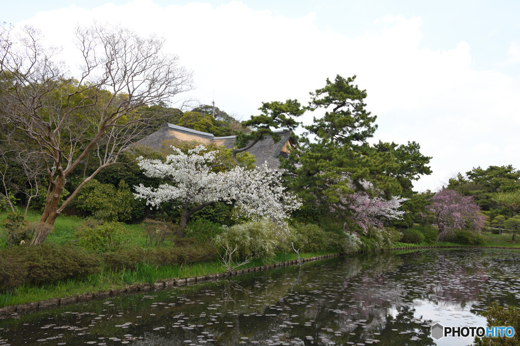 三渓園　春の訪れ