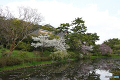 三渓園　春の訪れ