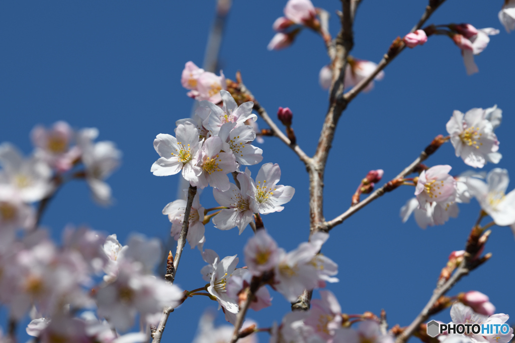 啓翁桜