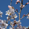 啓翁桜