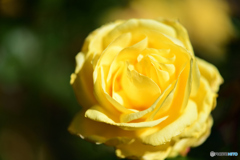 冬の薔薇3