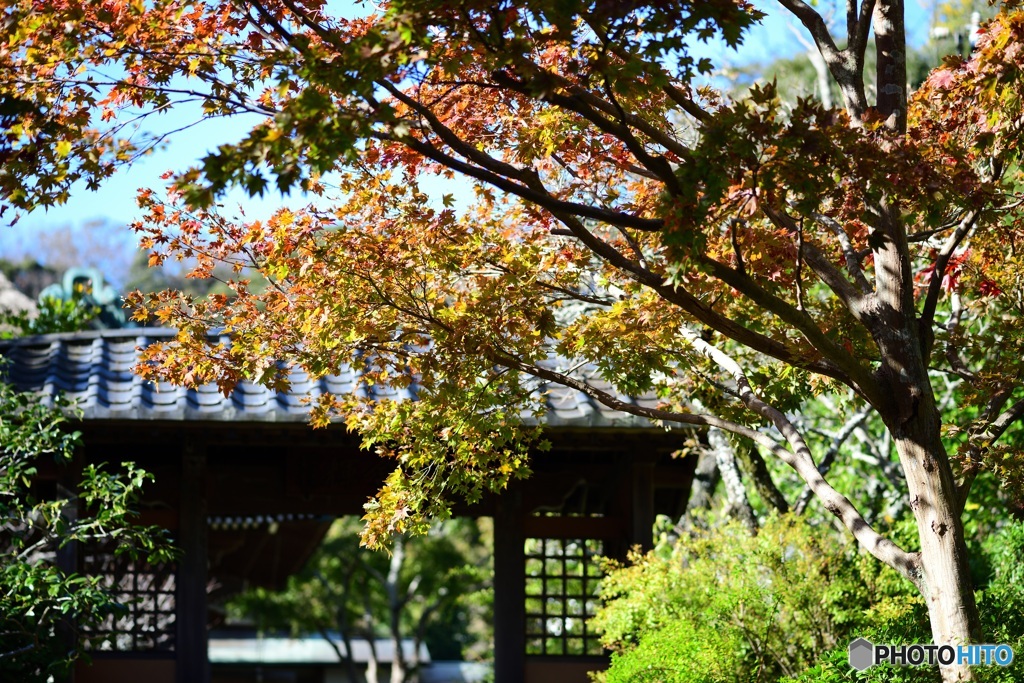 鎌倉　海蔵寺2