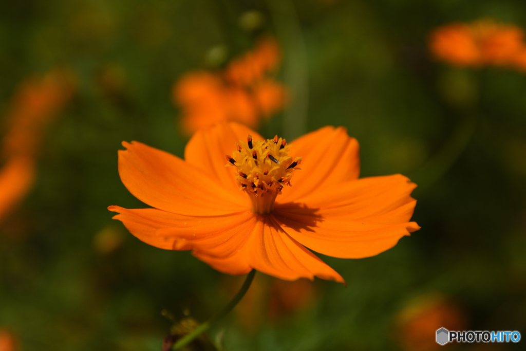 花の国のキバナコスモス