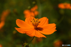 花の国のキバナコスモス