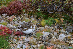 雷鳥さん怒らないで