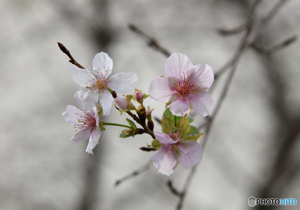 ひっそりと　十月桜