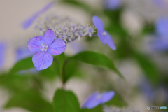 山アジサイ　瀬戸の月