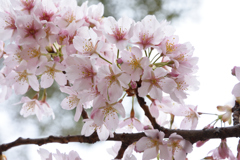 大船フラワーセンター 桜3