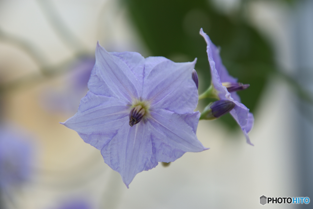 ソラヌム　ウェンドランディー