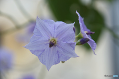 ソラヌム　ウェンドランディー