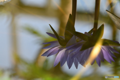 熱帯性スイレン