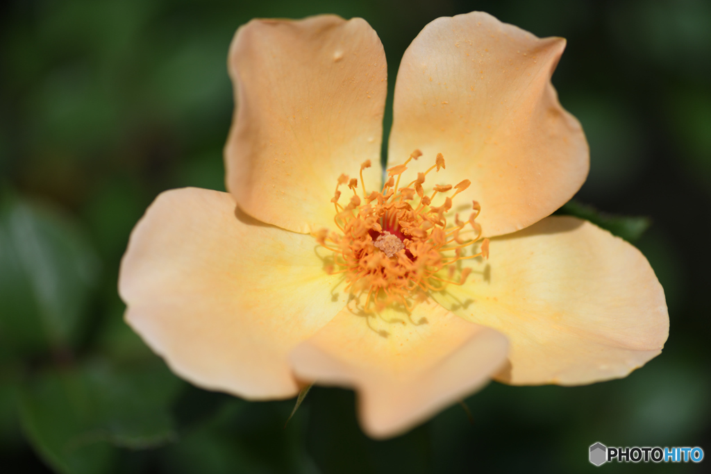 薔薇　ミセス オークリー フィッシャー