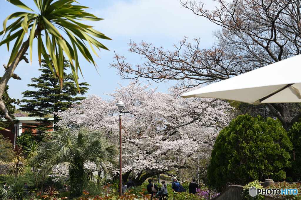 港の見える丘公園　桜