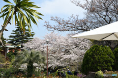 港の見える丘公園　桜
