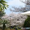 港の見える丘公園　桜